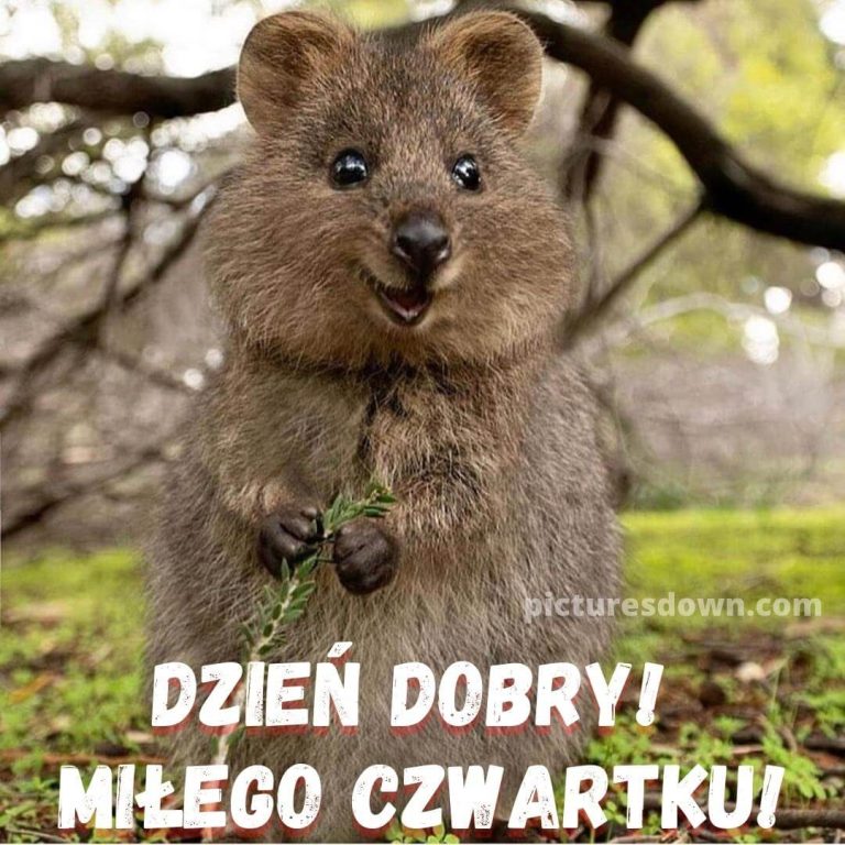 Mi Ego Czwartku Mieszne Kartka Koza Picturesdown