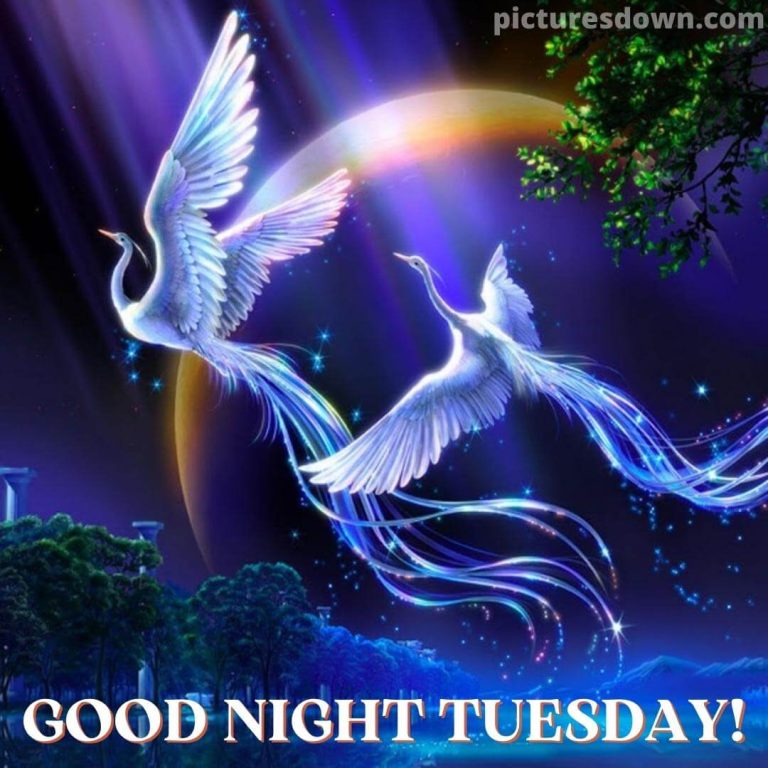 Good Night Tuesday Image Bear Picturesdown