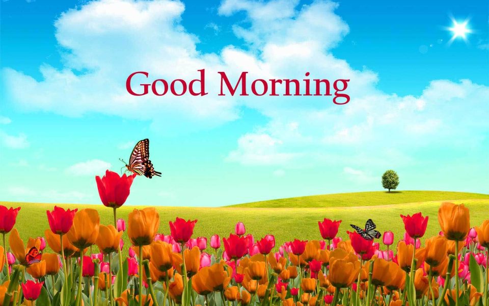 Good morning picture tulips download free