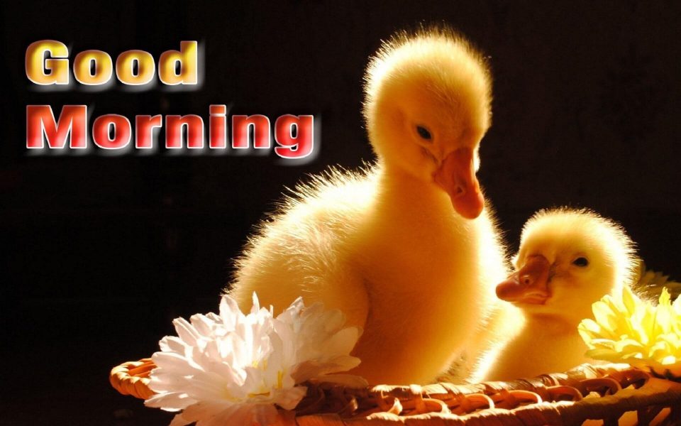 Good morning picture duck download free