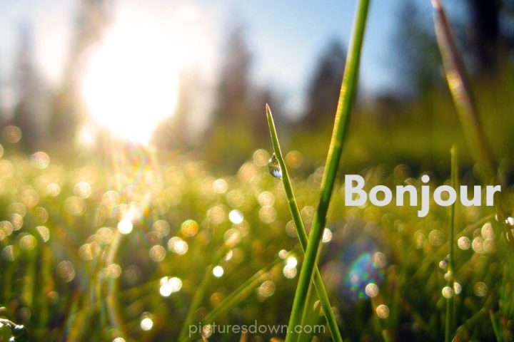 Image bonjour rosée téléchargement gratuit