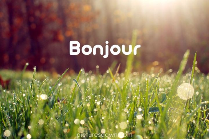 Image bonjour herbe et rosée téléchargement gratuit