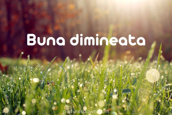 Imagini cu buna dimineata razele soarelui și roua descărcare gratuită