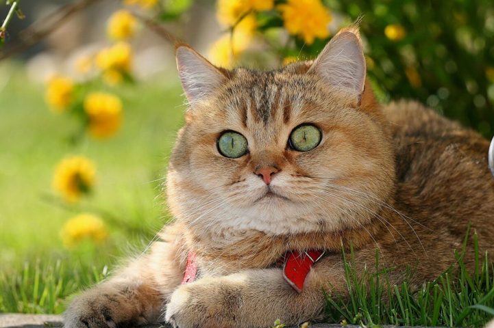 Картинка милый кот на природе скачать бесплатно - Picturesdown