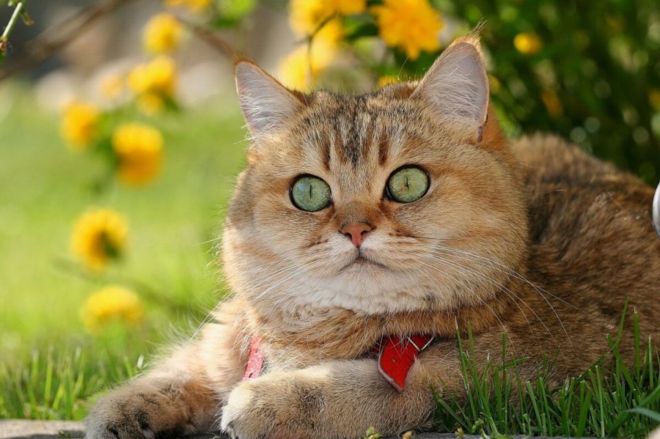 Descărcare gratuită a imaginii naturii cu pisică drăguță - Picturesdown