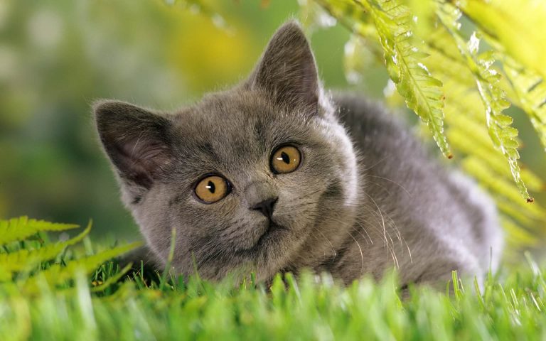 Очаровательный кот на траве картинка скачать бесплатно - Picturesdown