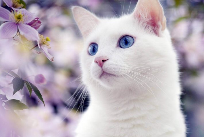 Белая кошка картинка скачать бесплатно - Picturesdown