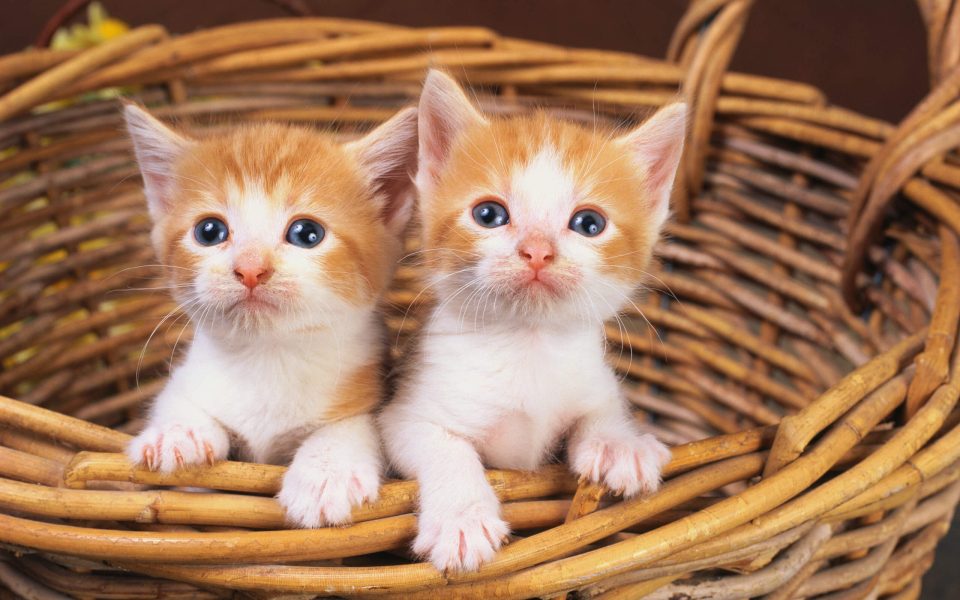 Small "two yellow and white" cat picture free download - Picturesdown