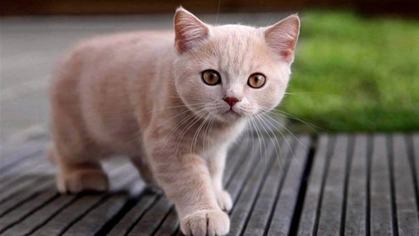 Очаровательный маленький котик картинки скачать бесплатно - Picturesdown
