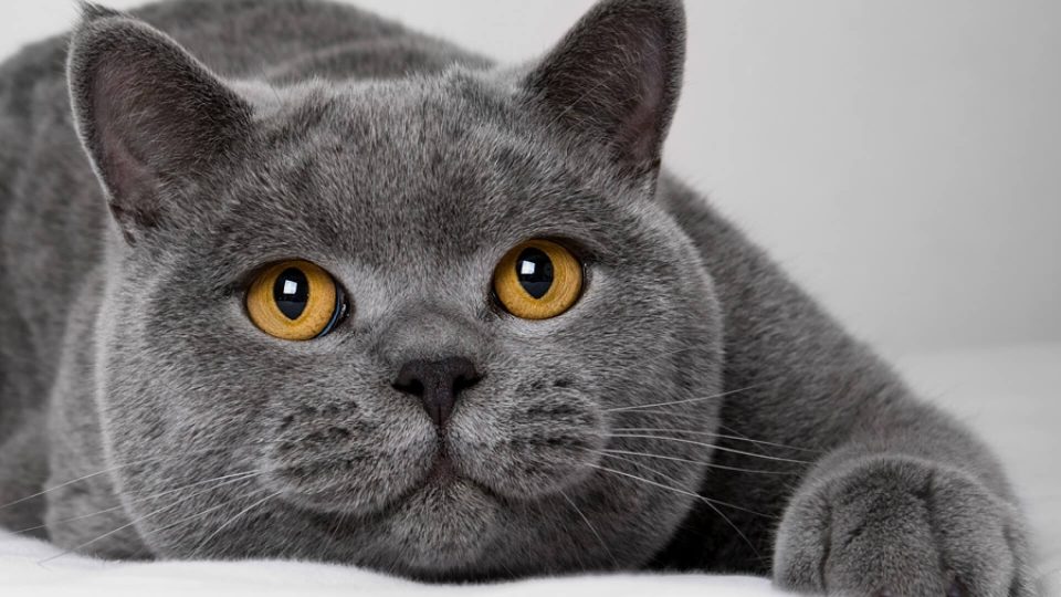 Очаровательный британский кот картинка скачать бесплатно - Picturesdown