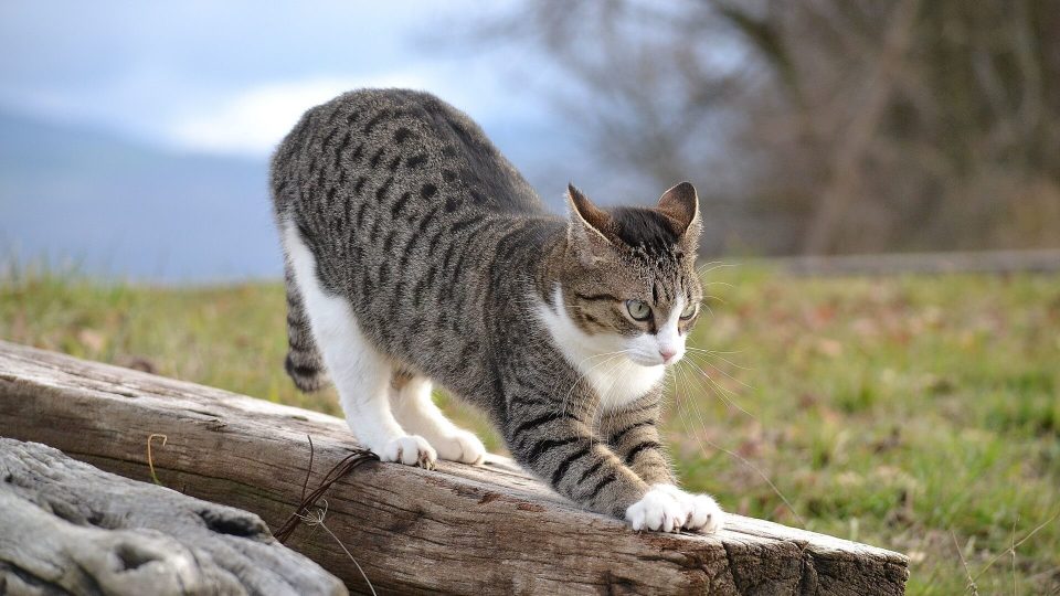 Cat "on wood" picture download free - Picturesdown