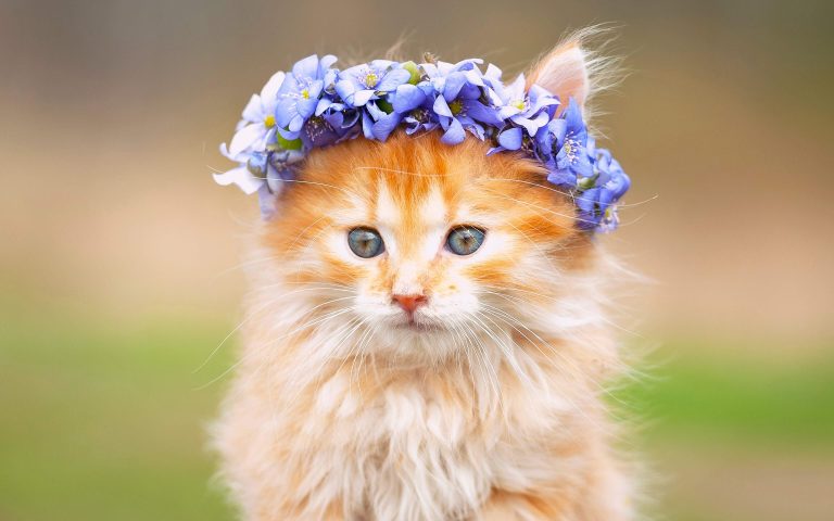Kitten "with a wreath of flowers" cat picture free download - Picturesdown