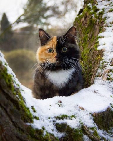 Cute cat picture "on the tree" download free - Picturesdown