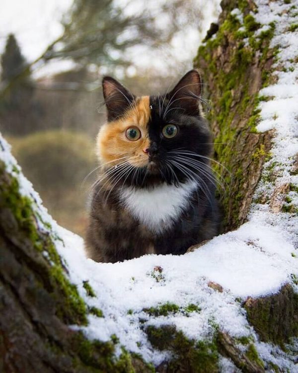 Poza drăguță cu o pisică pe un copac descărcare gratuită - Picturesdown