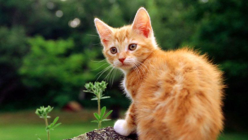 Small "yellow" cat picture free download - Picturesdown