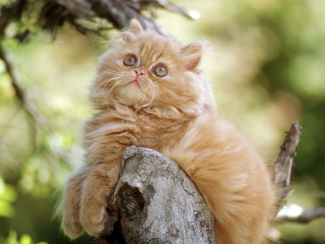 Маленькая пушистая кошка на дереве картинка скачать бесплатно - Picturesdown