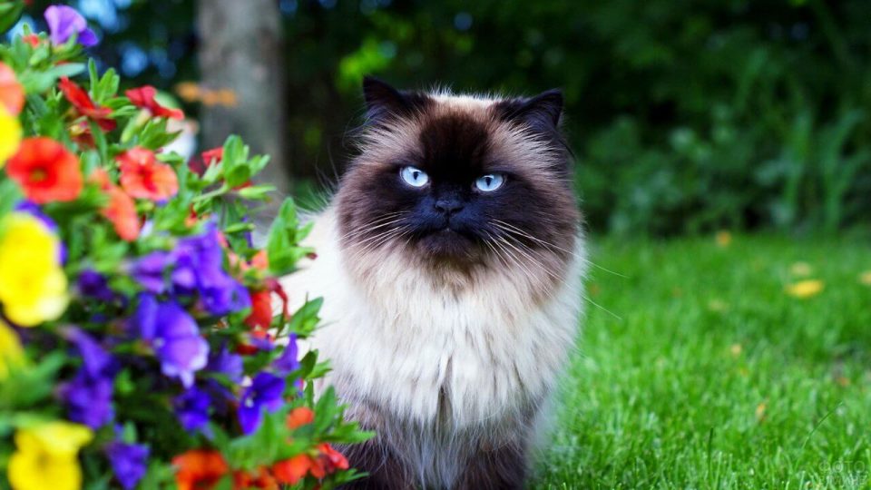 Очаровательная очаровательный кот в цветах картинка скачать бесплатно - Picturesdown