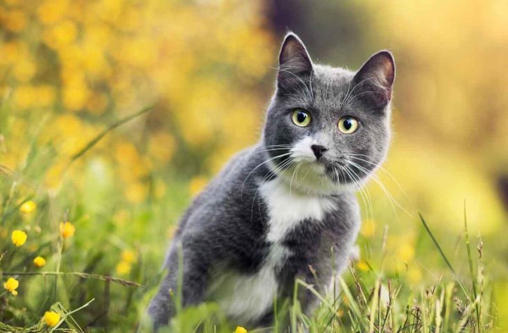 Серо-белый кот картинка скачать бесплатно - Picturesdown