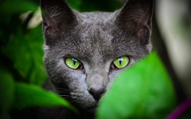 Cat "sight" picture download free - Picturesdown