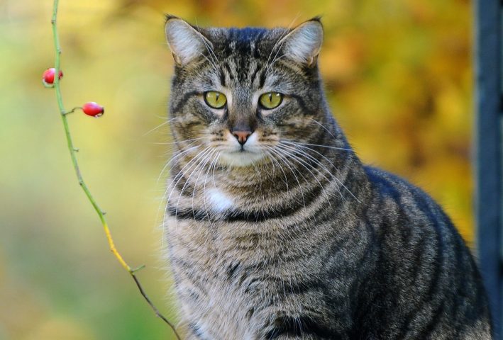 Cat "big" picture download free - Picturesdown