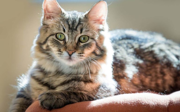 Descărcare gratuită a imaginii cu o pisică mincinoasă drăguță - Picturesdown