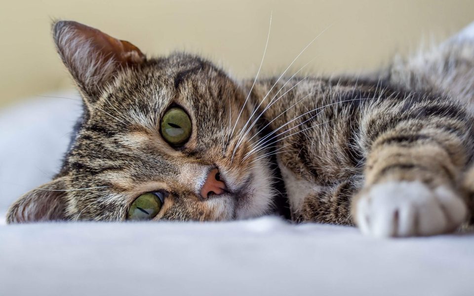 Descărcare gratuită a imaginii cu o pisică gri drăguță - Picturesdown