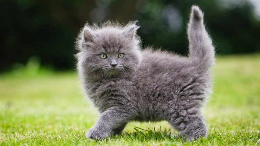 Small "gray and fluffy" cat picture free download - Picturesdown