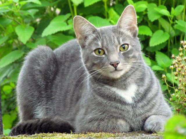 Descărcare gratuită a imaginii cu o pisică gri drăguță - Picturesdown
