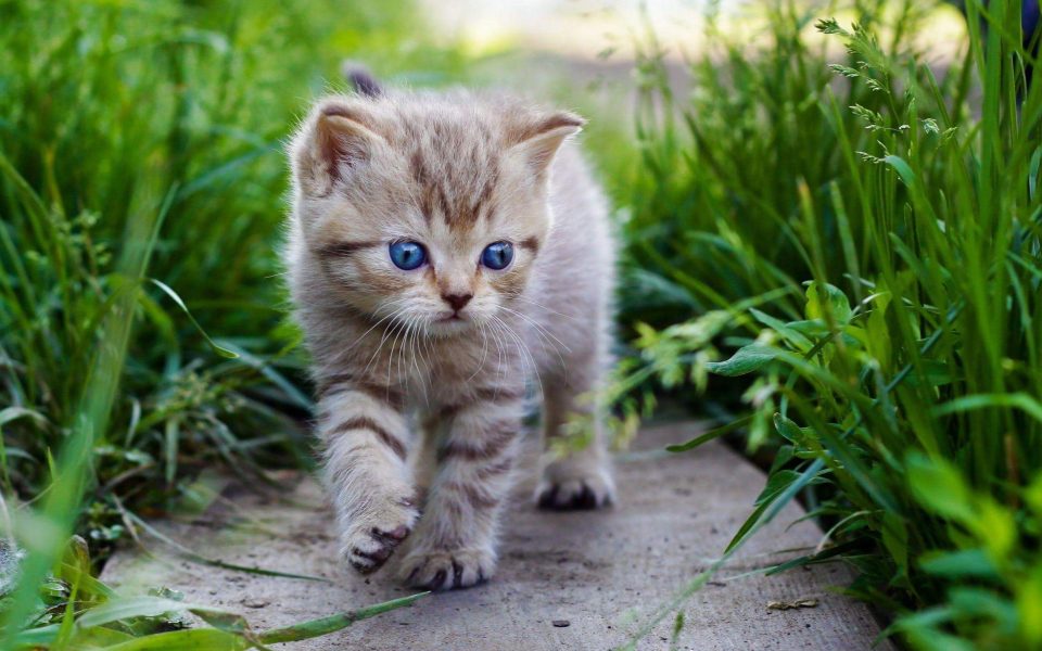 Маленький котик и трава картинка скачать бесплатно - Picturesdown