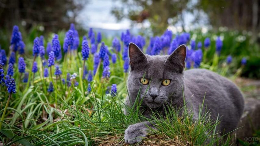 Cat "beautiful in flowers" picture download free - Picturesdown