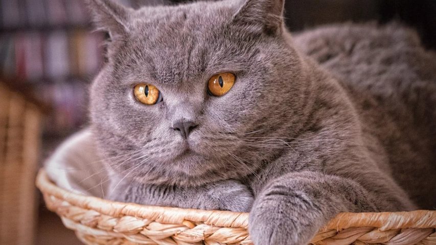 Cat "in the basket" picture download free - Picturesdown