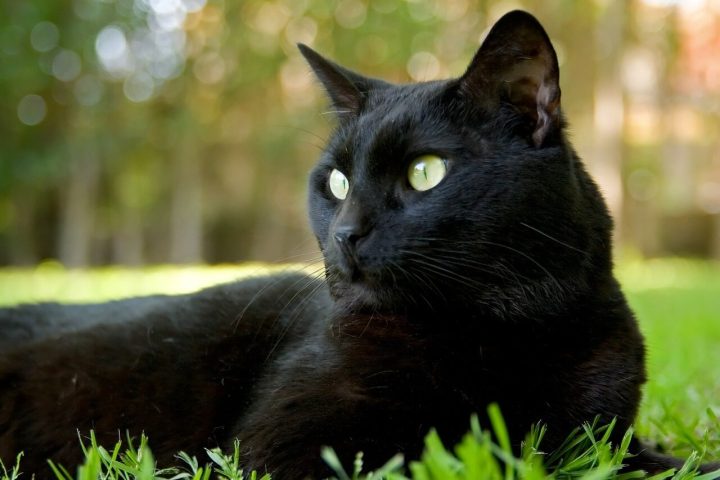 Милый черный кот картинка скачать бесплатно - Picturesdown