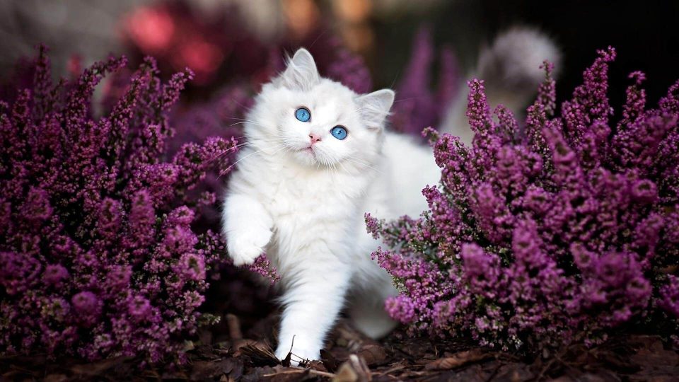 Милый белый кот с голубыми глазами картинка скачать бесплатно - Picturesdown