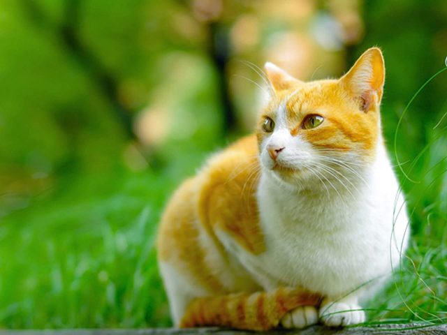 Очаровательный желто-белый кот картинка скачать бесплатно