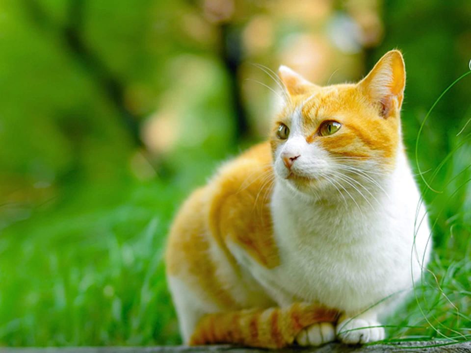 Descărcare gratuită a imaginii adorabile cu pisici galbene și albe - Picturesdown