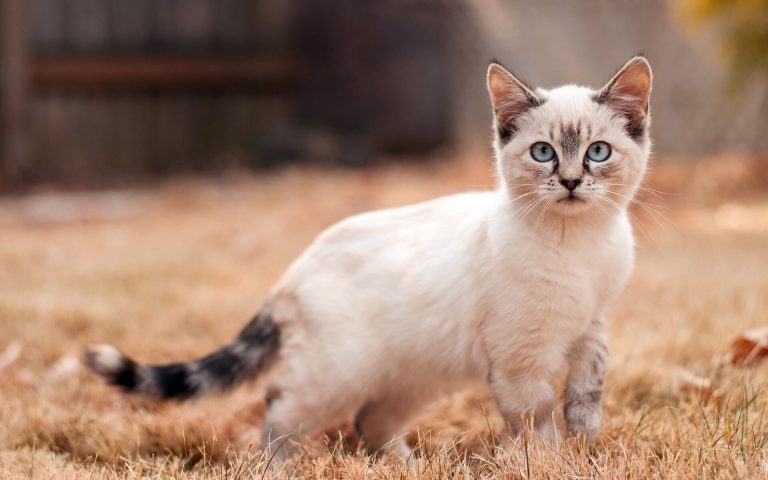 Descărcare gratuită de imagini drăguțe cu pisici pătate - Picturesdown