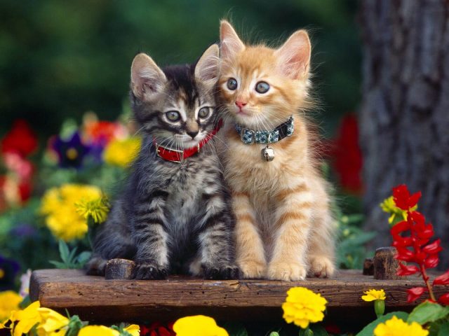 Два котенка в цветах картинка скачать бесплатно - Picturesdown