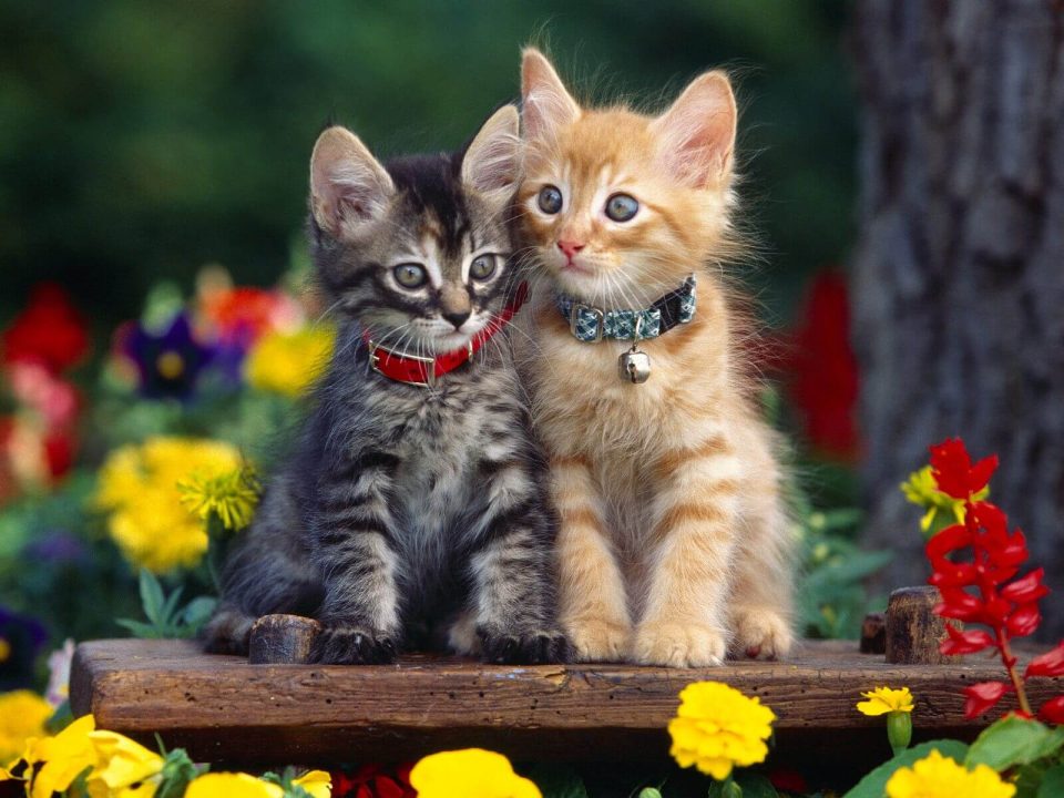 Kitten "in flowers" cat picture free download - Picturesdown