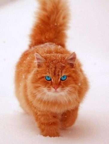 Очаровательный золотистый кот картинки скачать бесплатно - Picturesdown