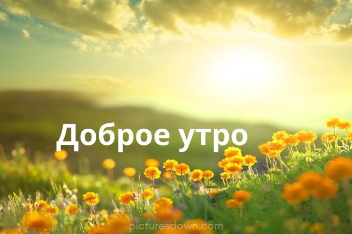 Картинка с добрым утром восход и цветы скачать бесплатно онлайн