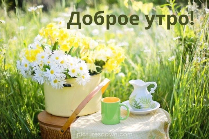 Картинка с добрым утром природа и цветы скачать бесплатно онлайн
