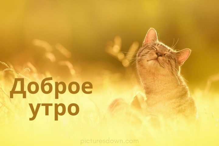 Картинка с добрым утром кошка на солнце скачать бесплатно онлайн