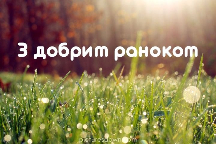 Картинка доброго ранку промені сонця та роса скачати безкоштовно онлайн