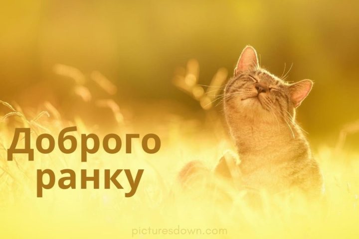 Картинка доброго ранку кіт на сонці скачати безкоштовно онлайн