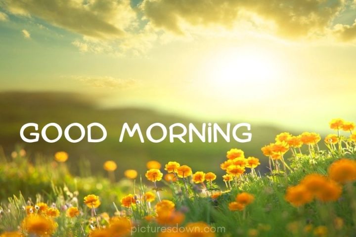 Good morning picture sunrise and flowers download free