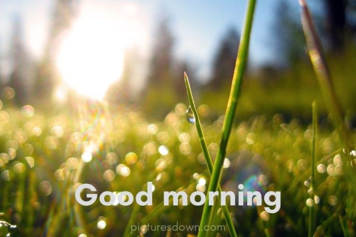 Good morning picture morning dew download free
