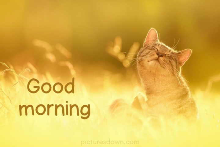 Good morning picture cat in the sun download free