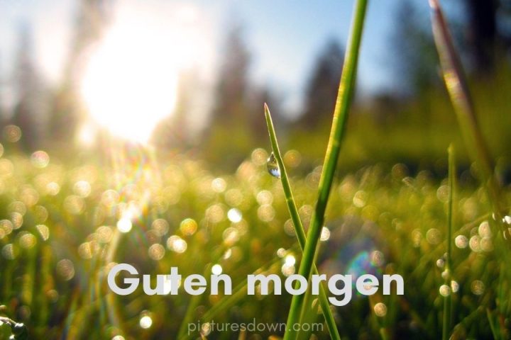 Guten morgen bild Die Natur kostenlos herunterladen online