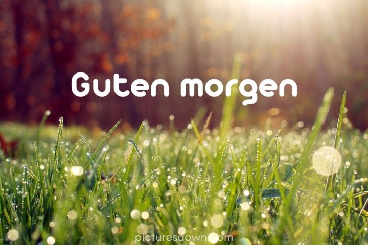 Guten morgen bild Sonnenstrahlen und Tau kostenlos herunterladen online