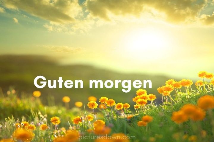 Guten morgen bild Sonnenaufgang und Blumen kostenlos herunterladen online